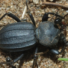 Scaurus striatus